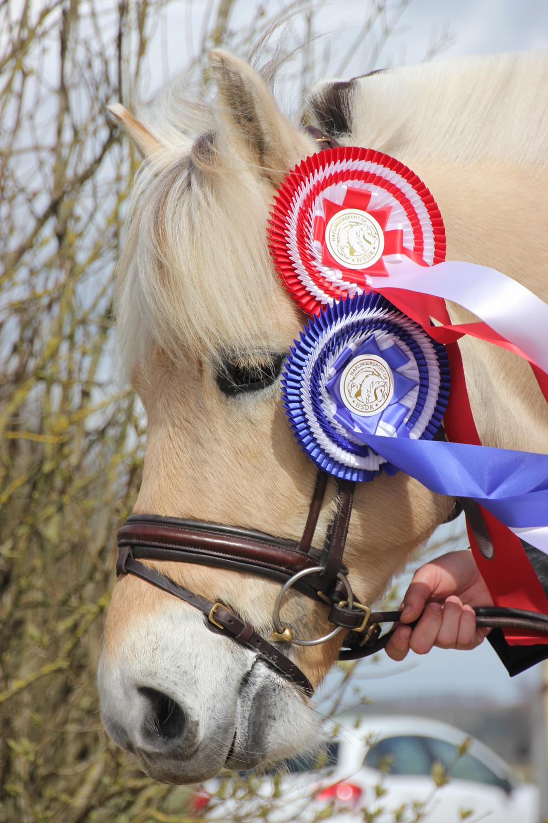 Fjordhest Rocco Vårby billede 19
