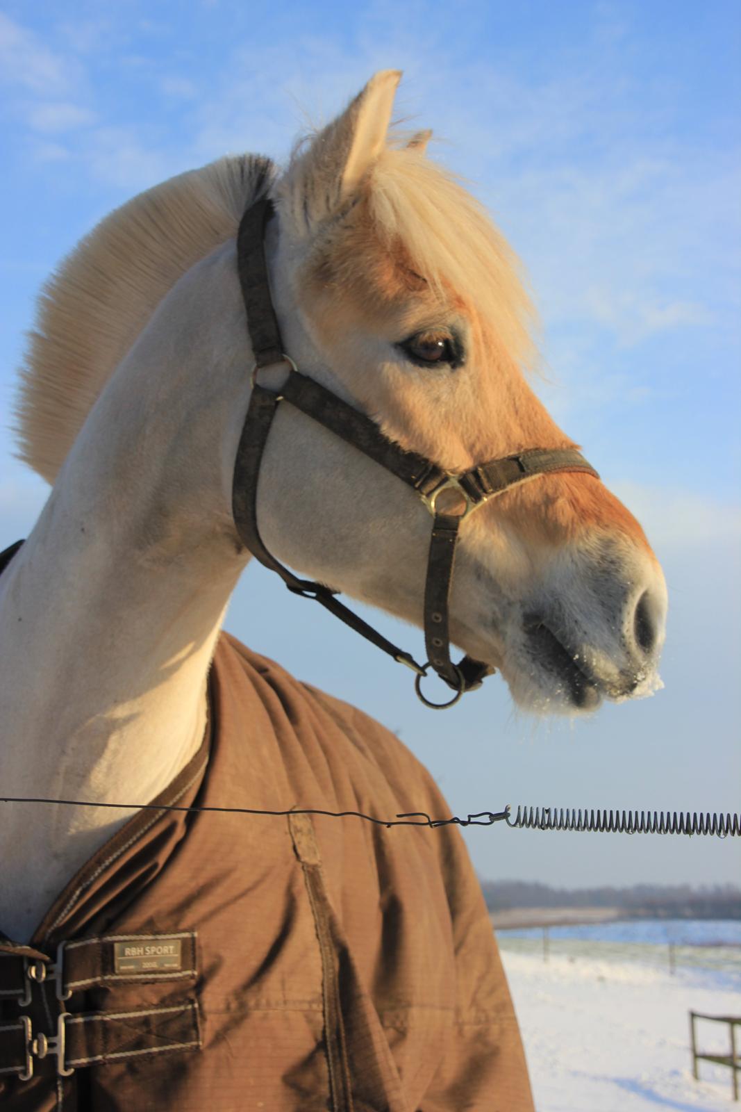 Fjordhest Rocco Vårby billede 20