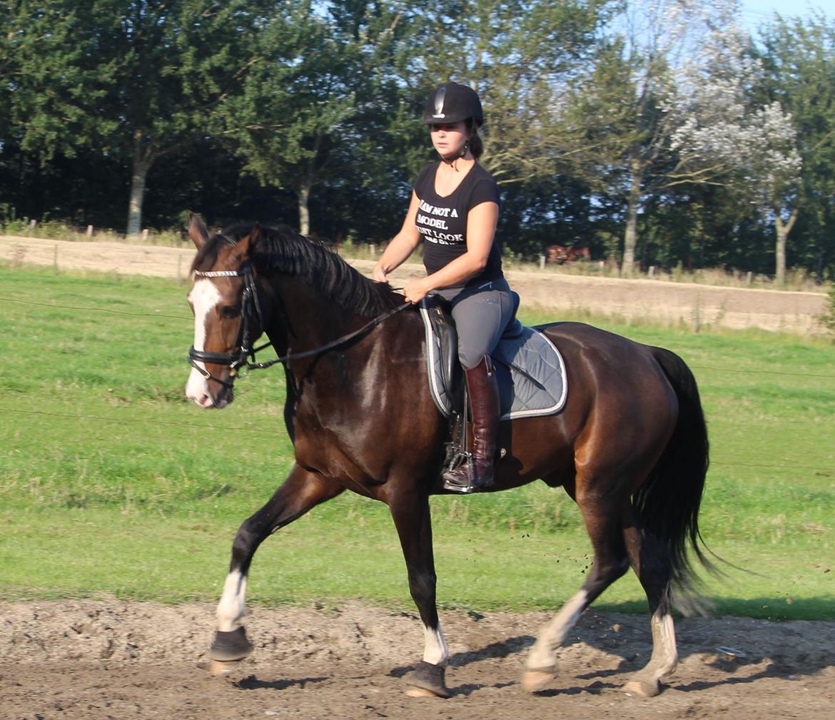 Hollandsk Varmblod Cor De Leandre billede 13