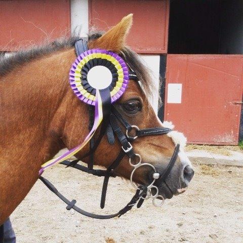 Welsh Mountain (sec A) Stendyssens Suprise Susapi billede 16