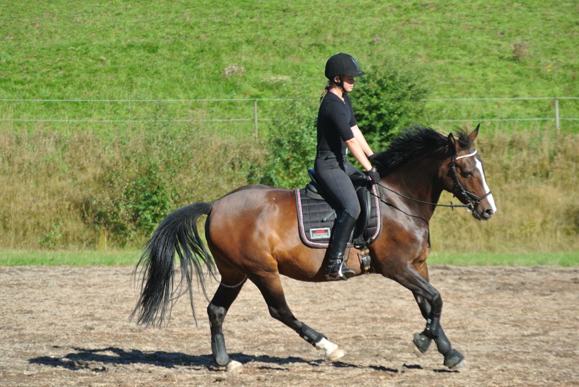 Anden særlig race Chantelle billede 5