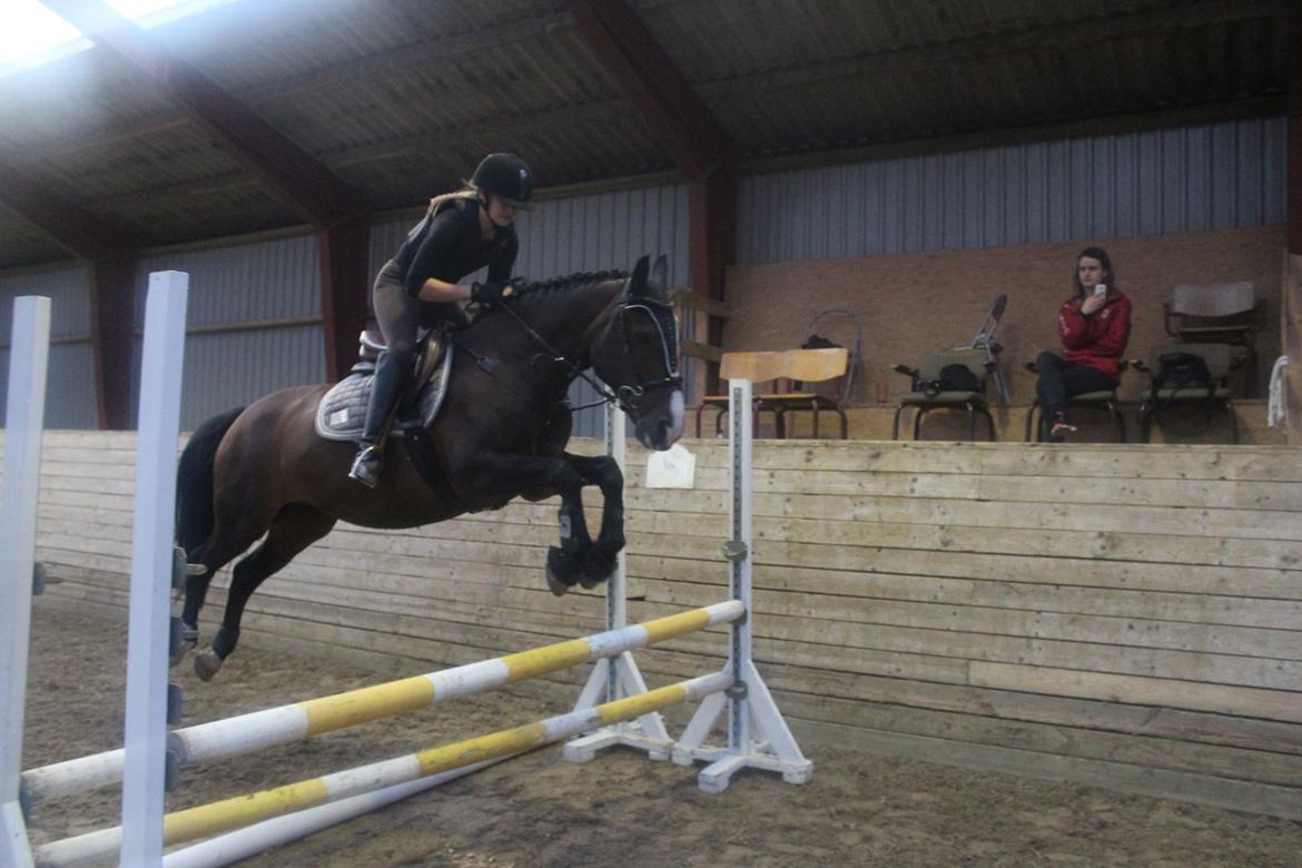 Anden særlig race Chantelle billede 7