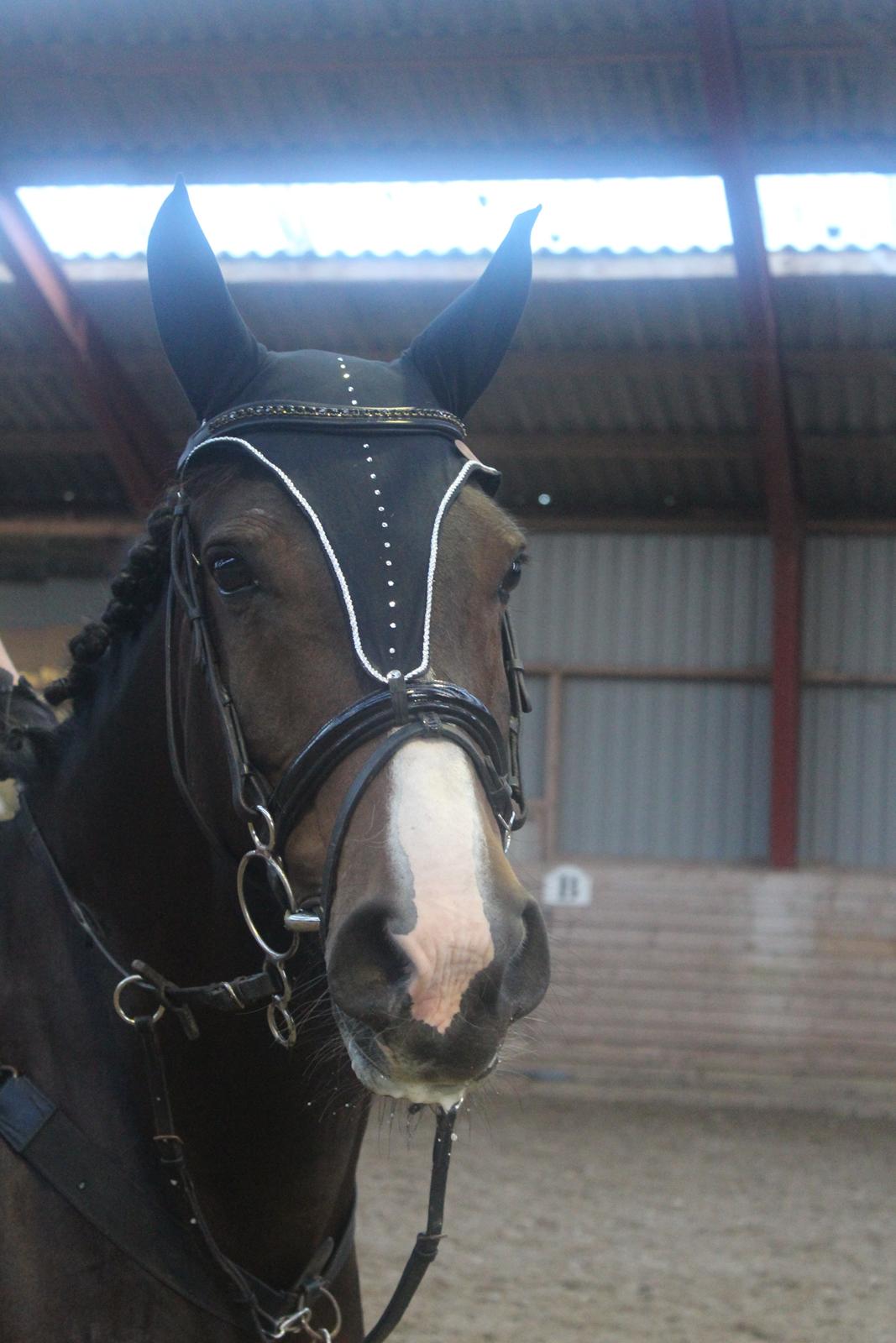 Anden særlig race Chantelle billede 8