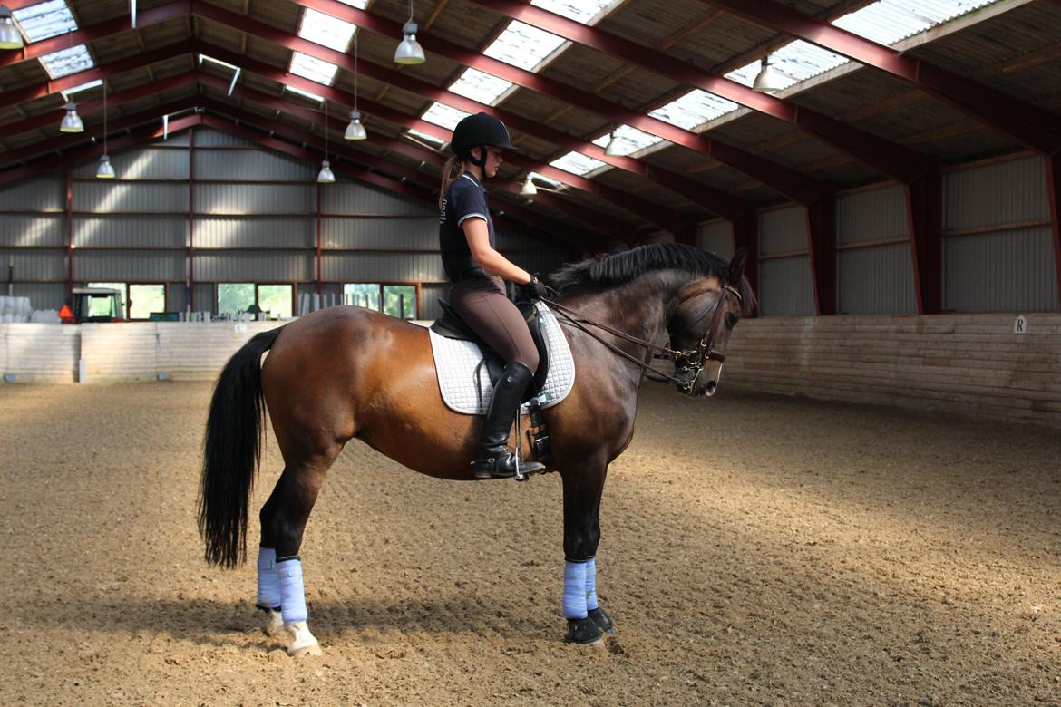 Anden særlig race Chantelle billede 9