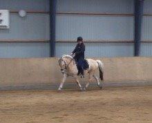 Fjordhest Ryttergårdens kjeldbjørn (Kjeldsen) billede 8