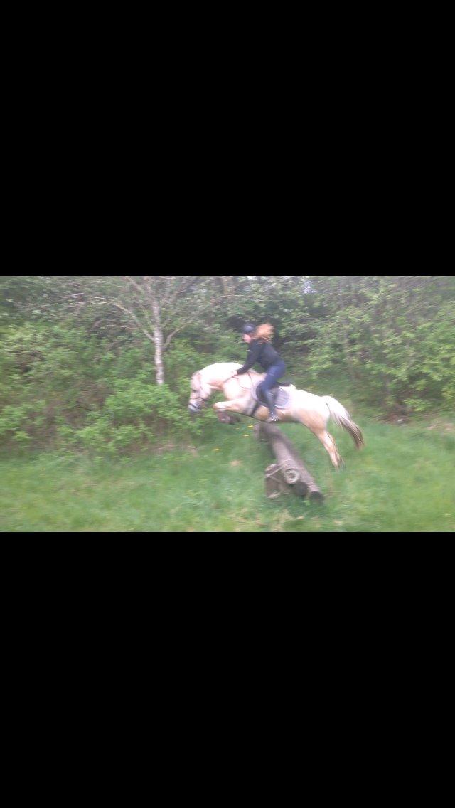 Fjordhest Ryttergårdens kjeldbjørn (Kjeldsen) billede 12