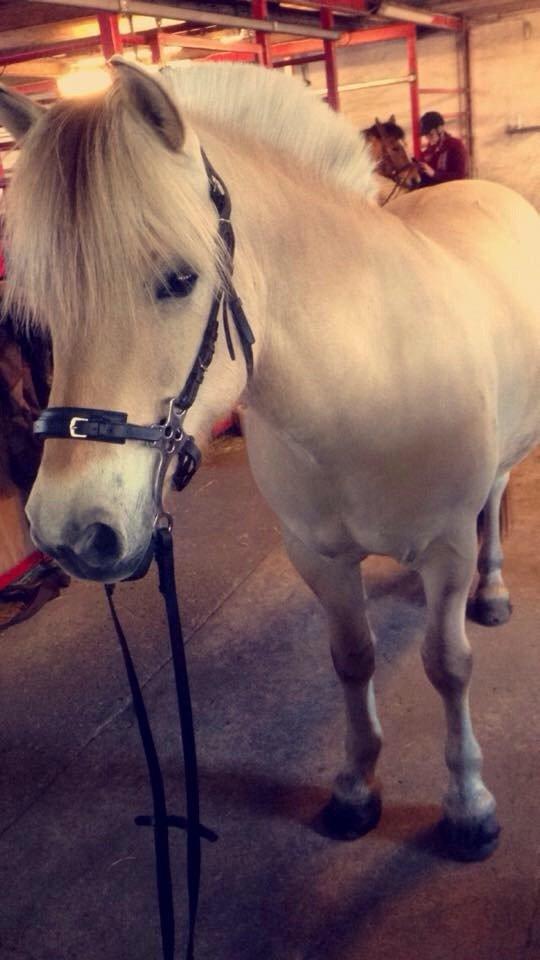 Fjordhest Ryttergårdens kjeldbjørn (Kjeldsen) billede 3