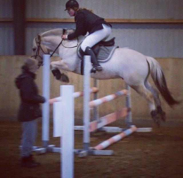 Fjordhest Ryttergårdens kjeldbjørn (Kjeldsen) billede 2