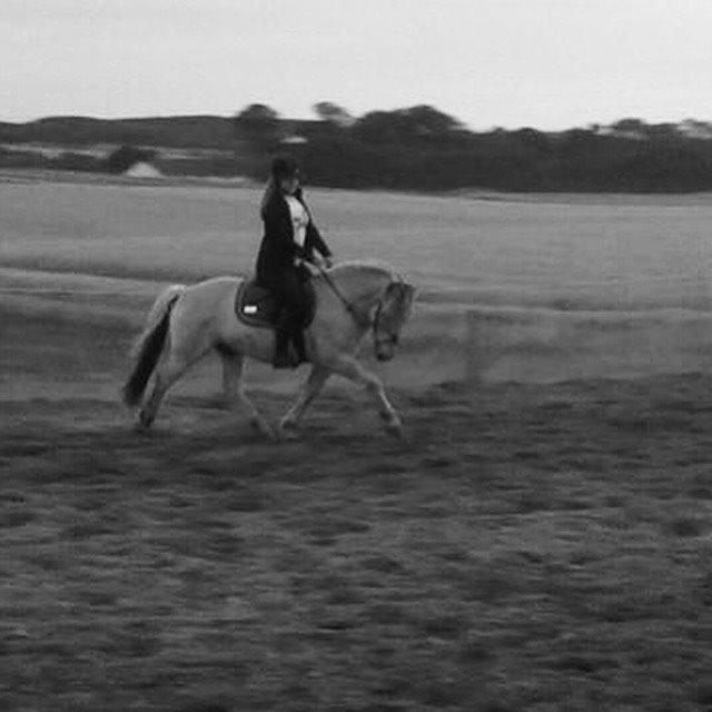 Fjordhest Ryttergårdens kjeldbjørn (Kjeldsen) billede 9