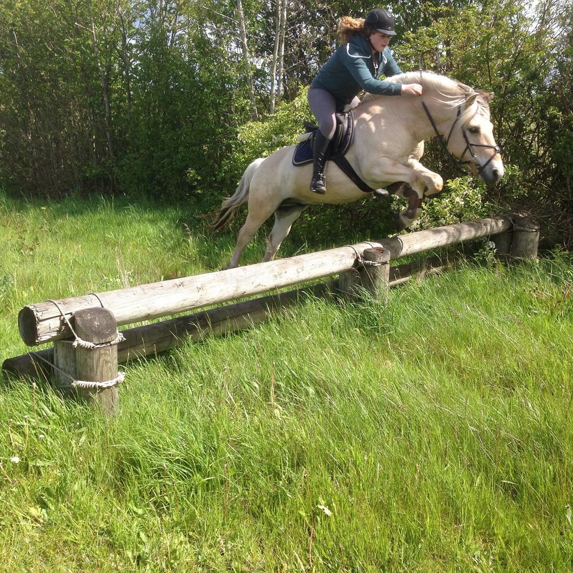 Fjordhest Ryttergårdens kjeldbjørn (Kjeldsen) billede 13