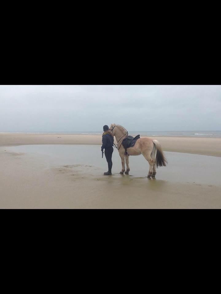 Fjordhest Ryttergårdens kjeldbjørn (Kjeldsen) billede 19