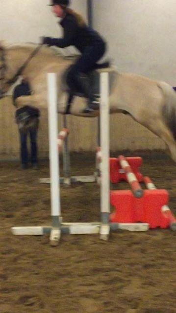 Fjordhest Ryttergårdens kjeldbjørn (Kjeldsen) billede 18