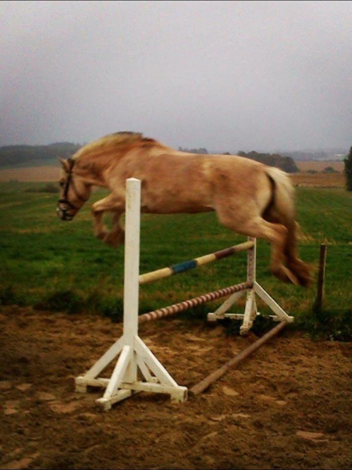 Fjordhest Ryttergårdens kjeldbjørn (Kjeldsen) billede 16