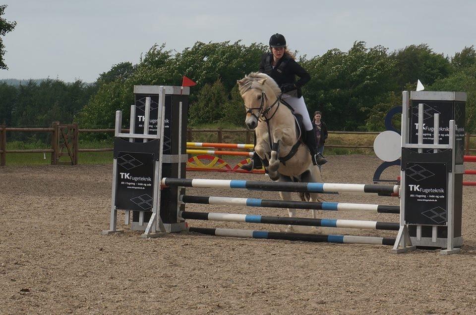 Fjordhest Ryttergårdens kjeldbjørn (Kjeldsen) billede 20