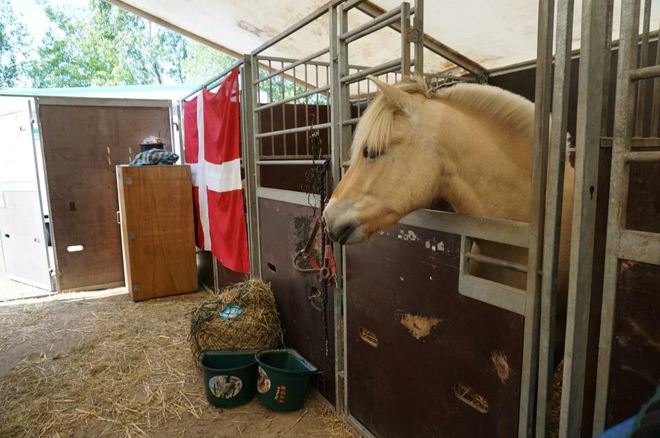 Fjordhest Ryttergårdens kjeldbjørn (Kjeldsen) billede 17