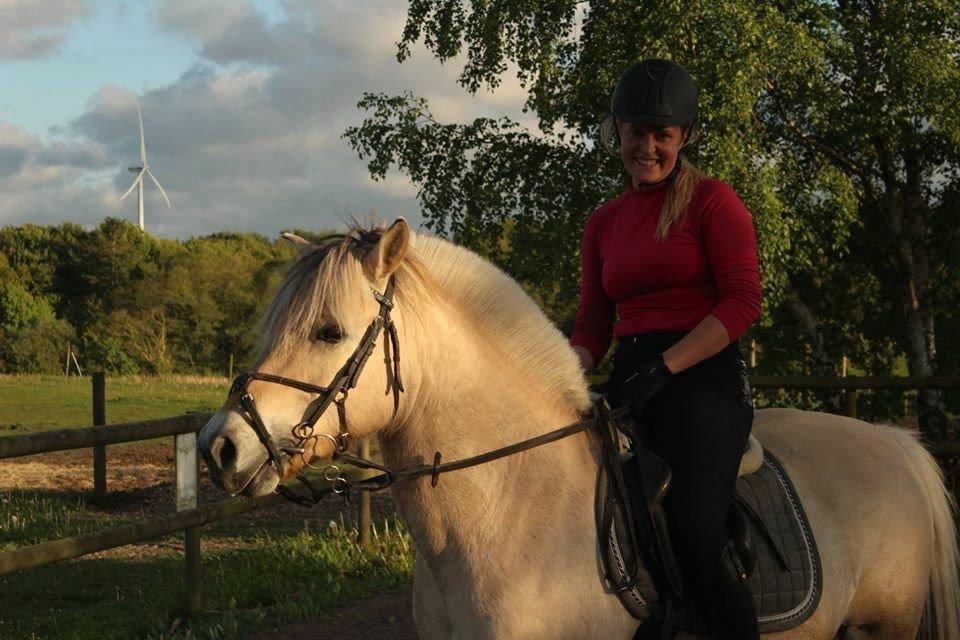 Fjordhest Ryttergårdens kjeldbjørn (Kjeldsen) billede 1