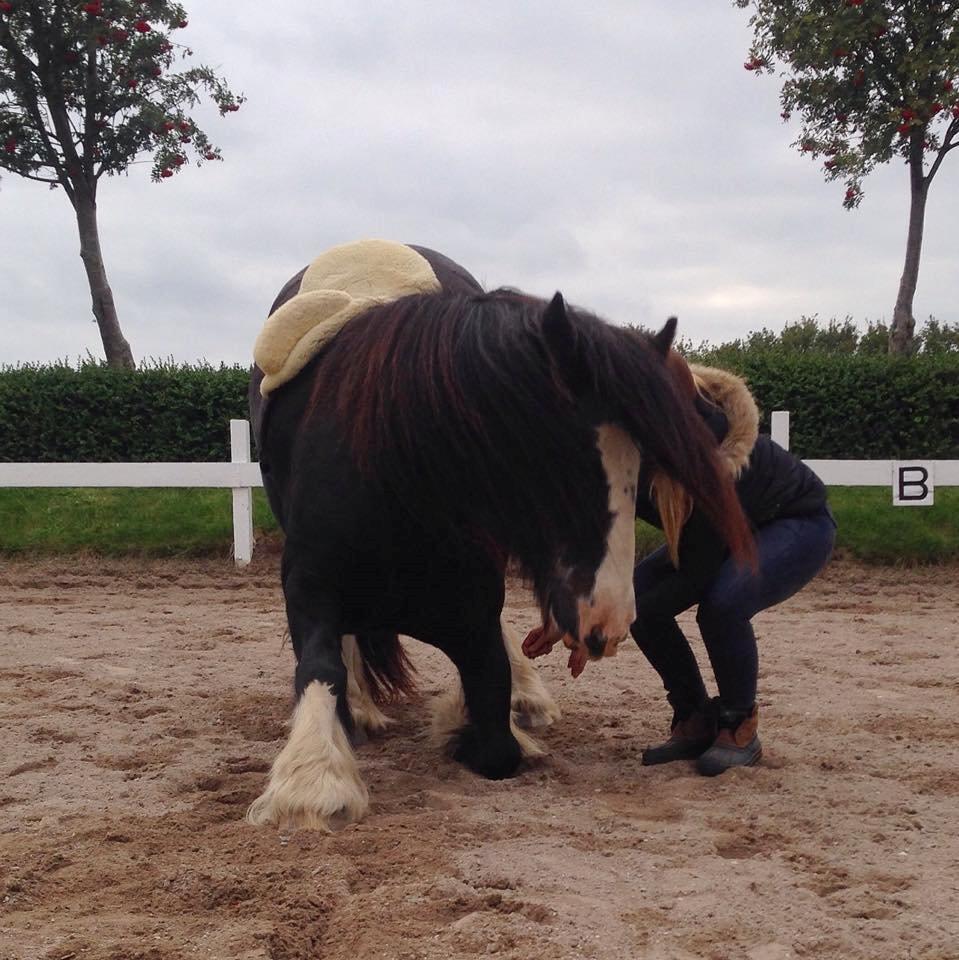 Irish Cob Sir Victor Of Ireland, solgt billede 6