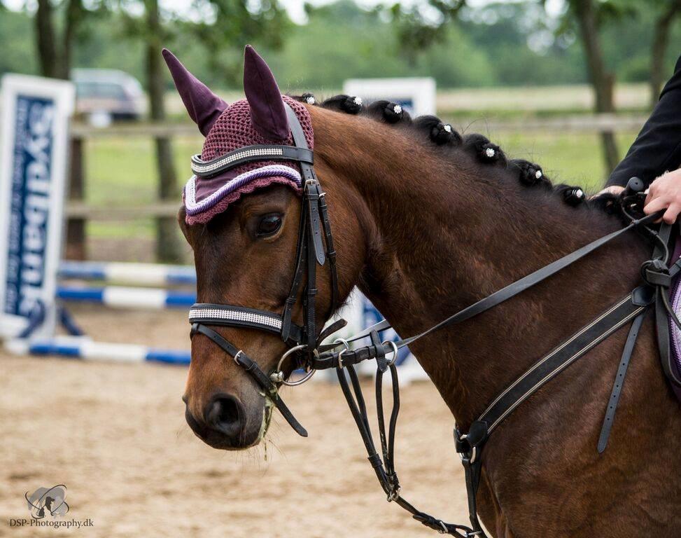 DSP Keegan's Duffy - Klubmesterskab 2015. Taget af: DSP Phtography - DK  billede 10