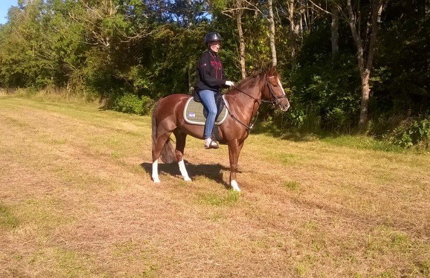 New Forest Spangbo's Malta - Da vi var over på Sjælland og se til ham fik jeg lov til at skridte en tur på ham <3 billede 20