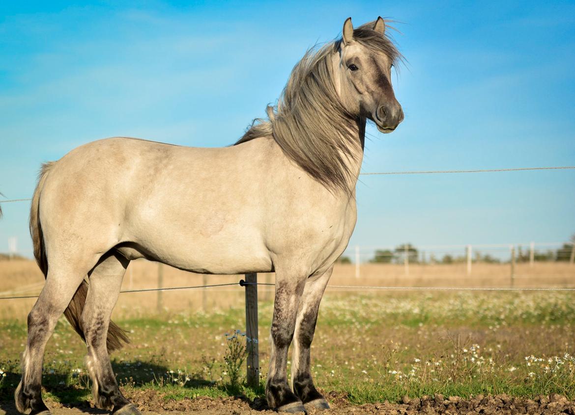 Highland Pony Torrin of Talisker billede 18
