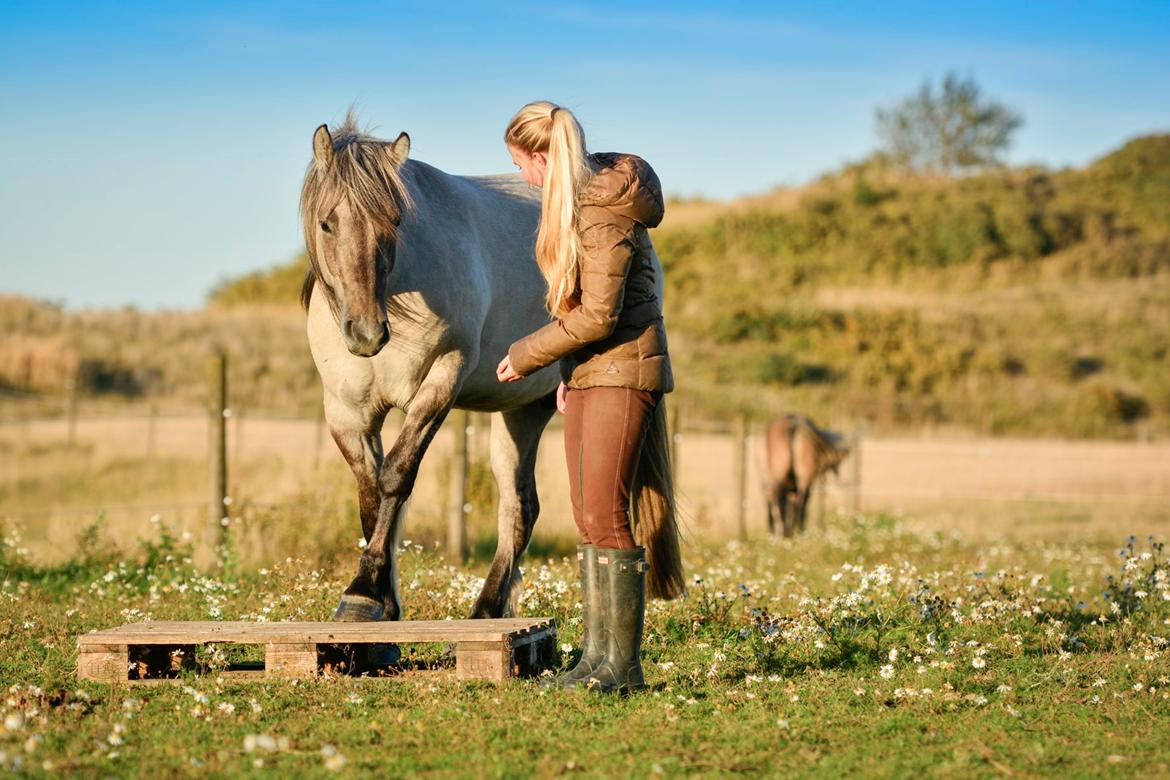 Highland Pony Torrin of Talisker billede 9