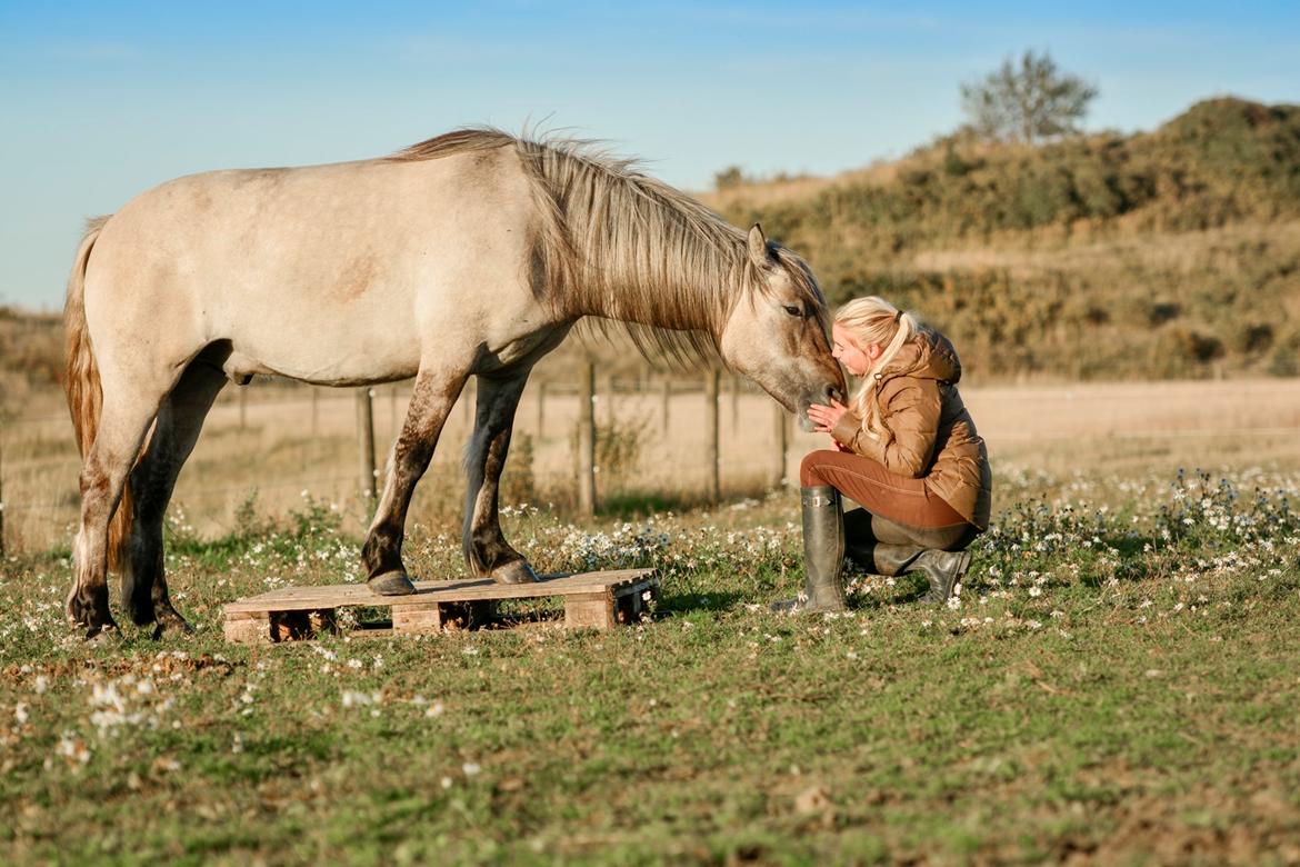 Highland Pony Torrin of Talisker billede 15