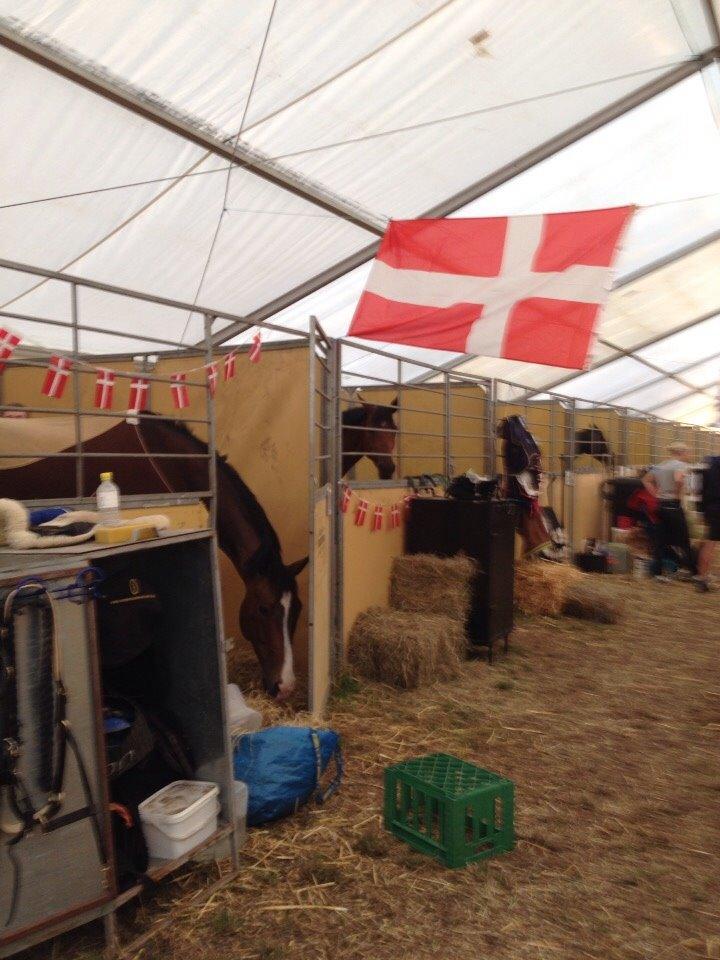 Trakehner Koket Sct. Olav billede 19