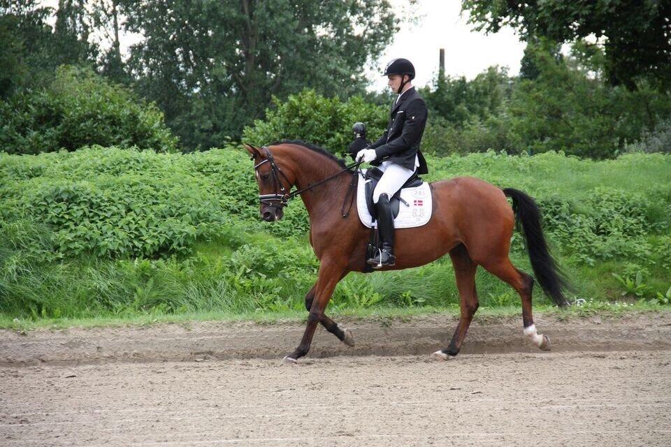 Trakehner Koket Sct. Olav billede 20