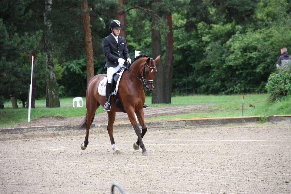 Trakehner Koket Sct. Olav billede 22