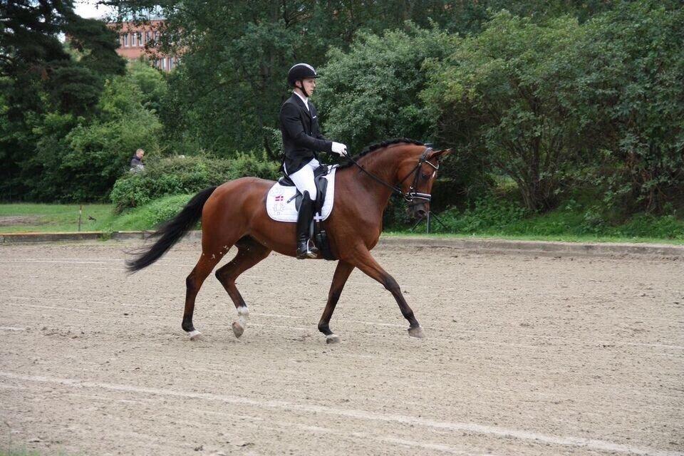 Trakehner Koket Sct. Olav billede 23