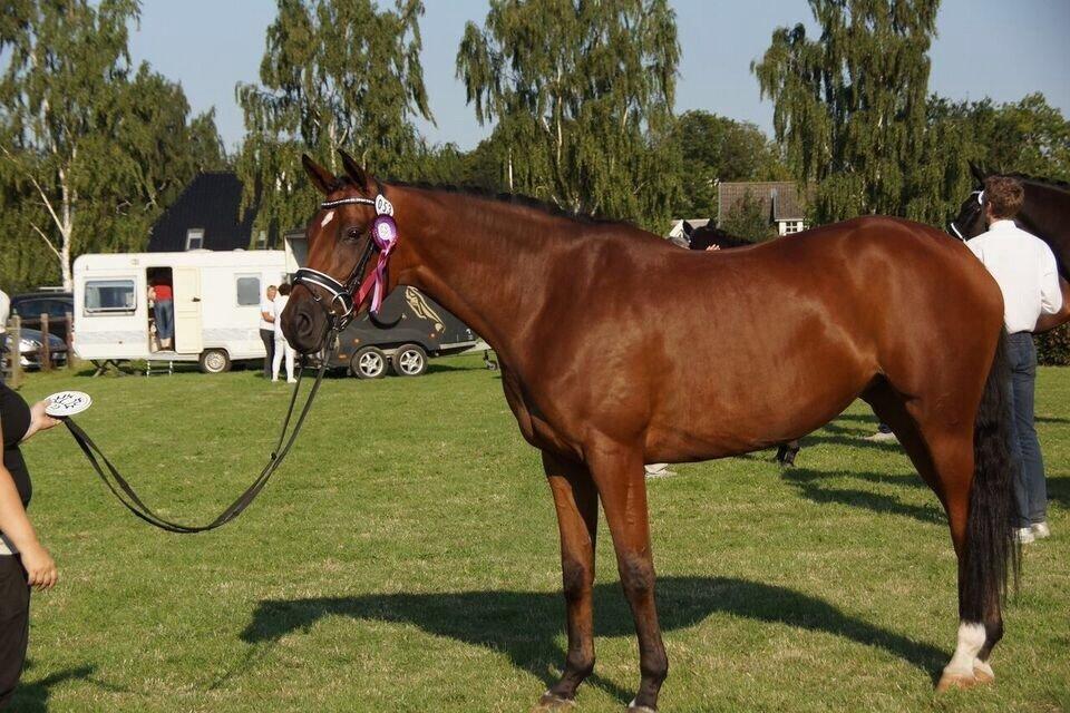 Trakehner Koket Sct. Olav billede 29