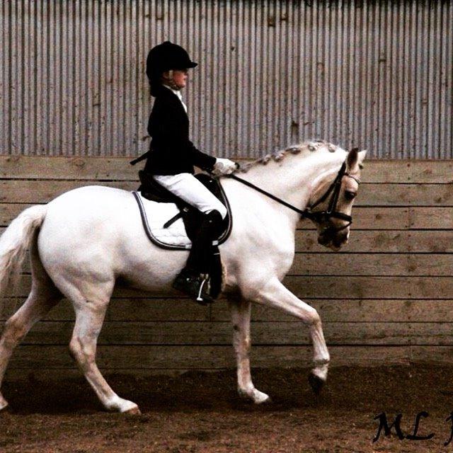 Palomino Bailey billede 4