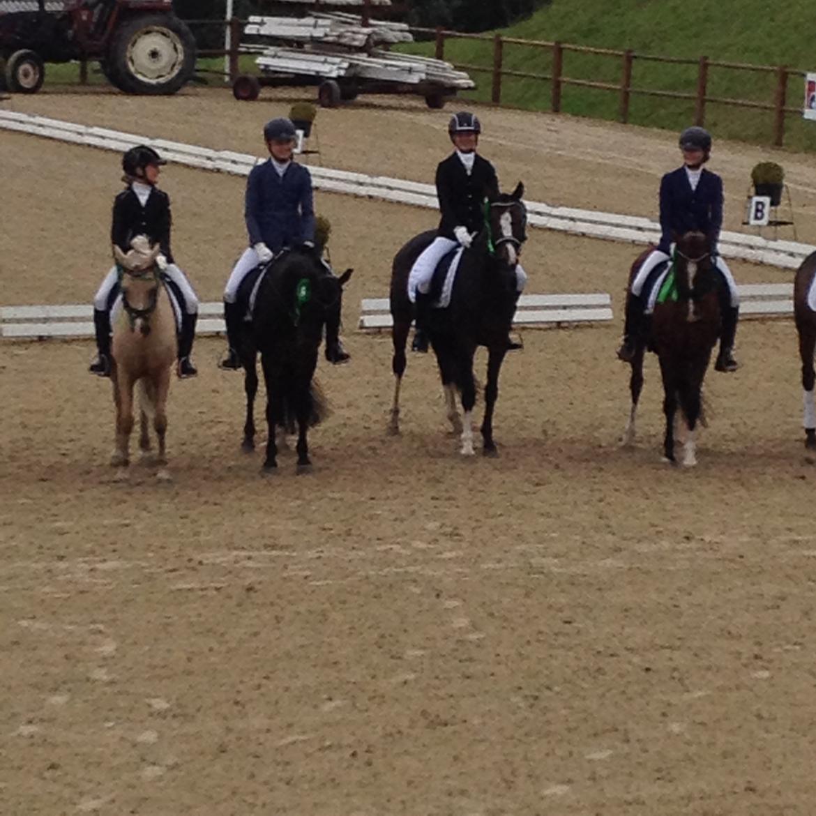 Palomino Bailey billede 7