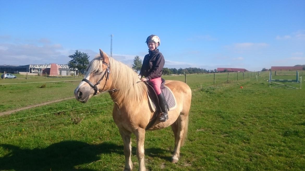 Haflinger Sonja billede 13