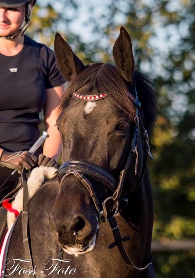 Oldenborg Flying Betty billede 4