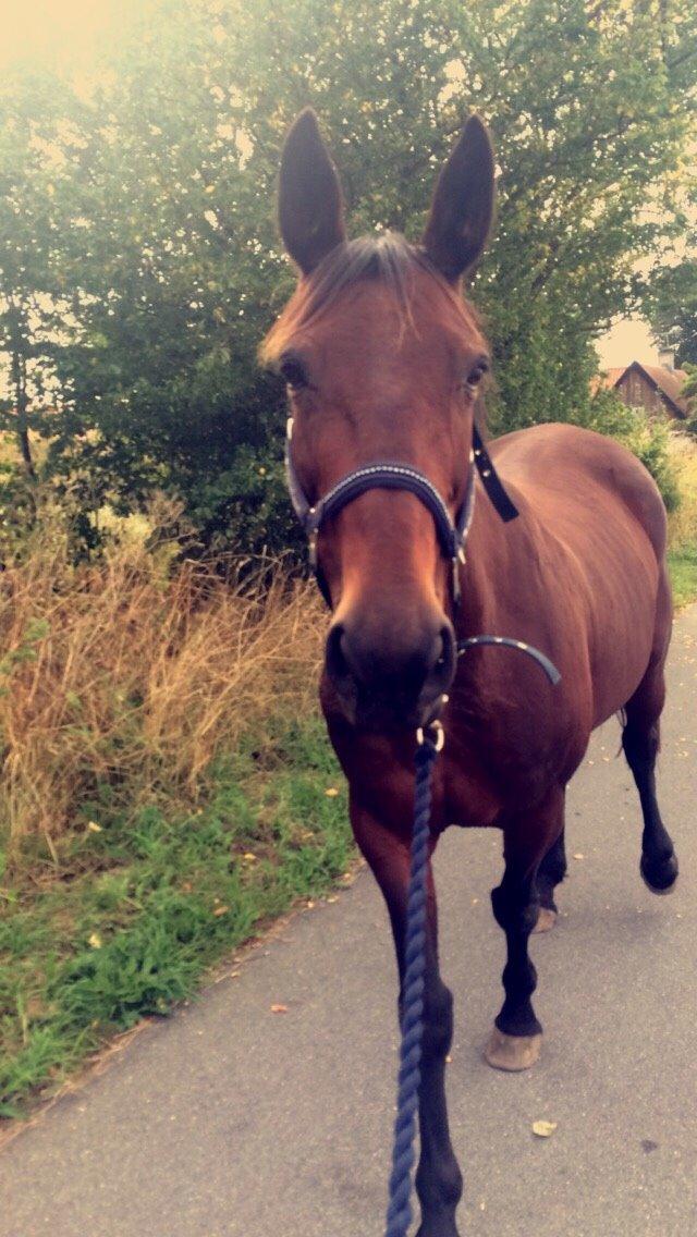 Traver Lady Barca billede 8