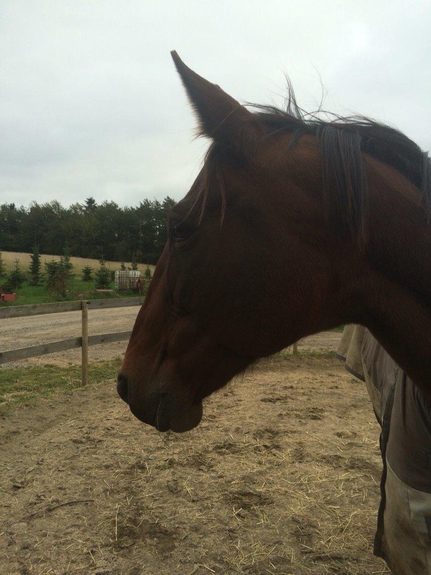 Traver Lady Barca billede 9