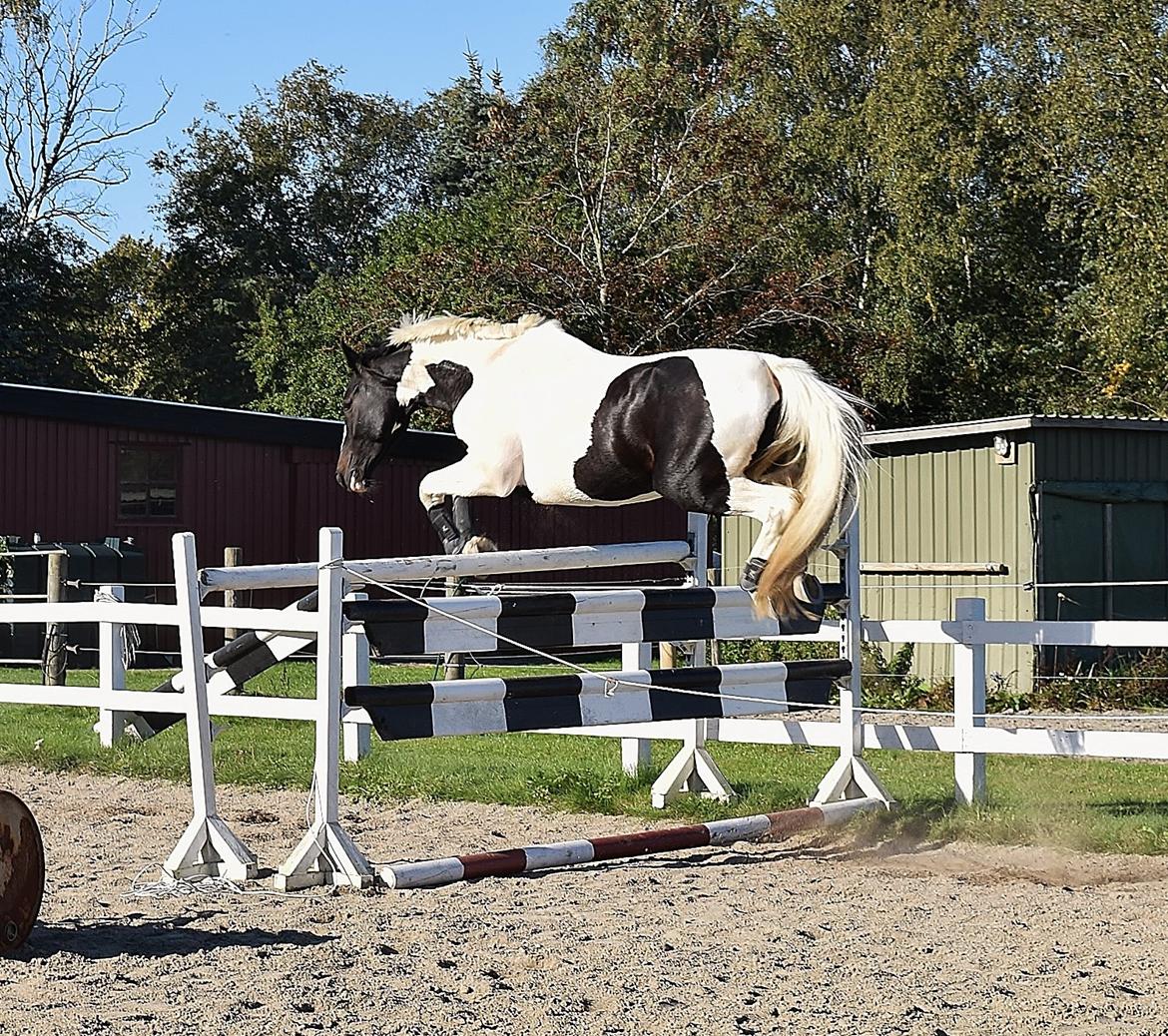 Pinto SØGAARDS MASTERPIECE (Solgt) billede 5