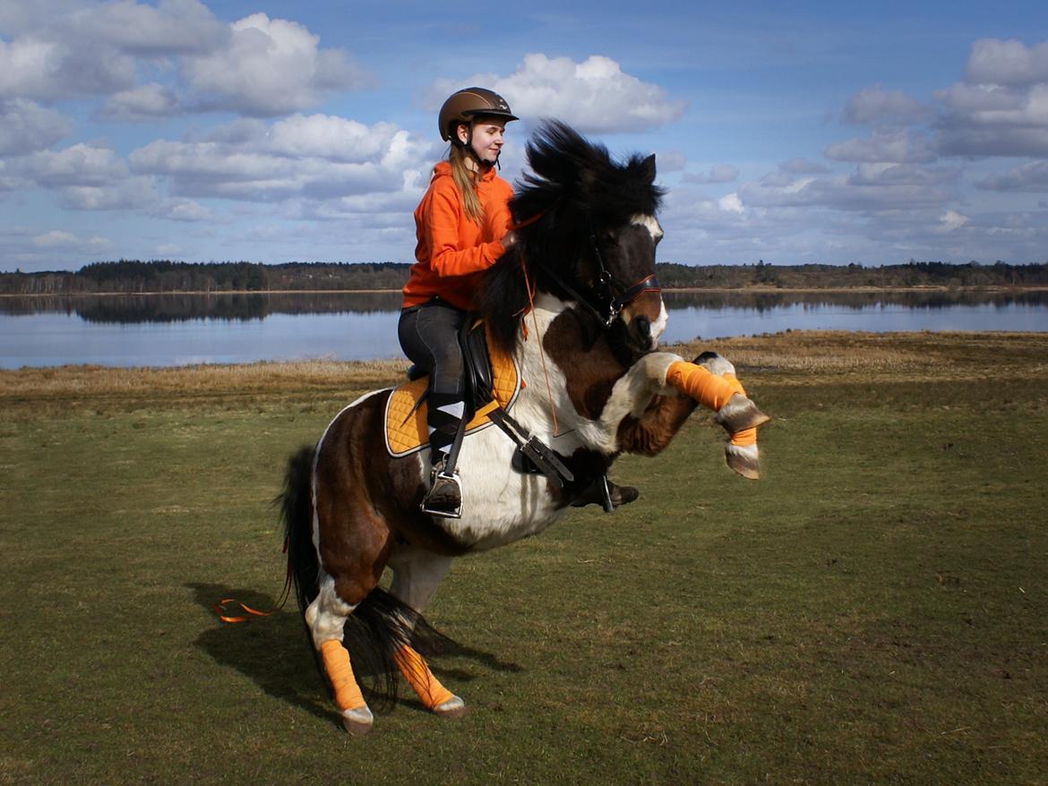 Anden særlig race Bettemus. RIP. billede 15