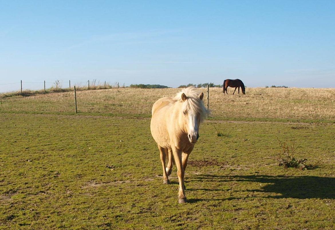 Islænder Bibbi billede 2