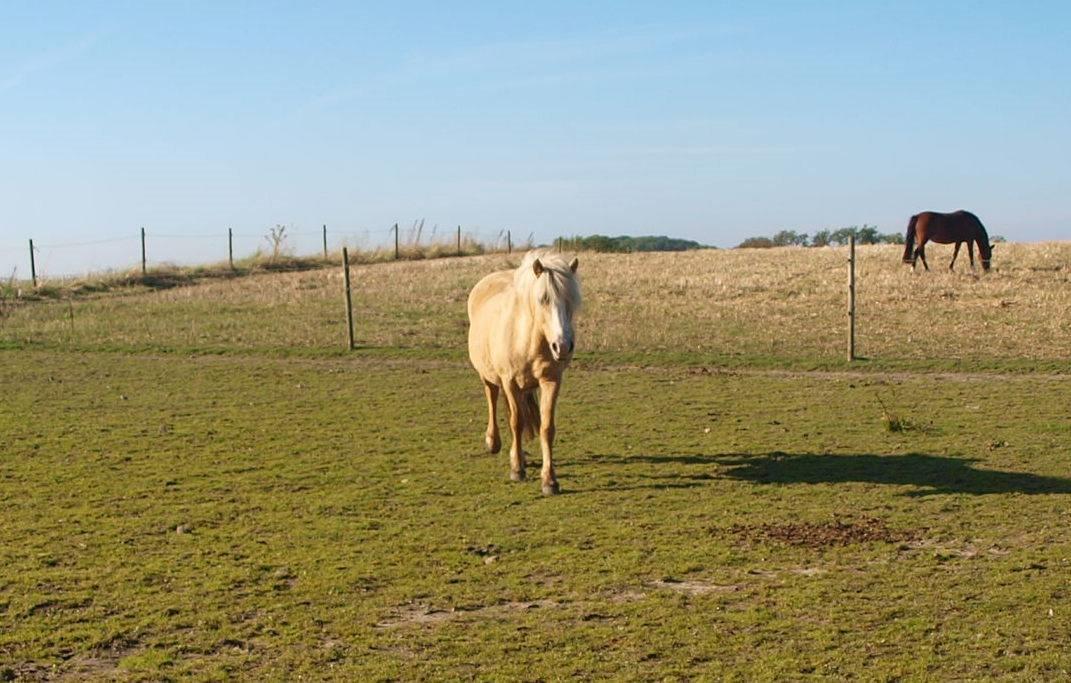 Islænder Bibbi billede 3