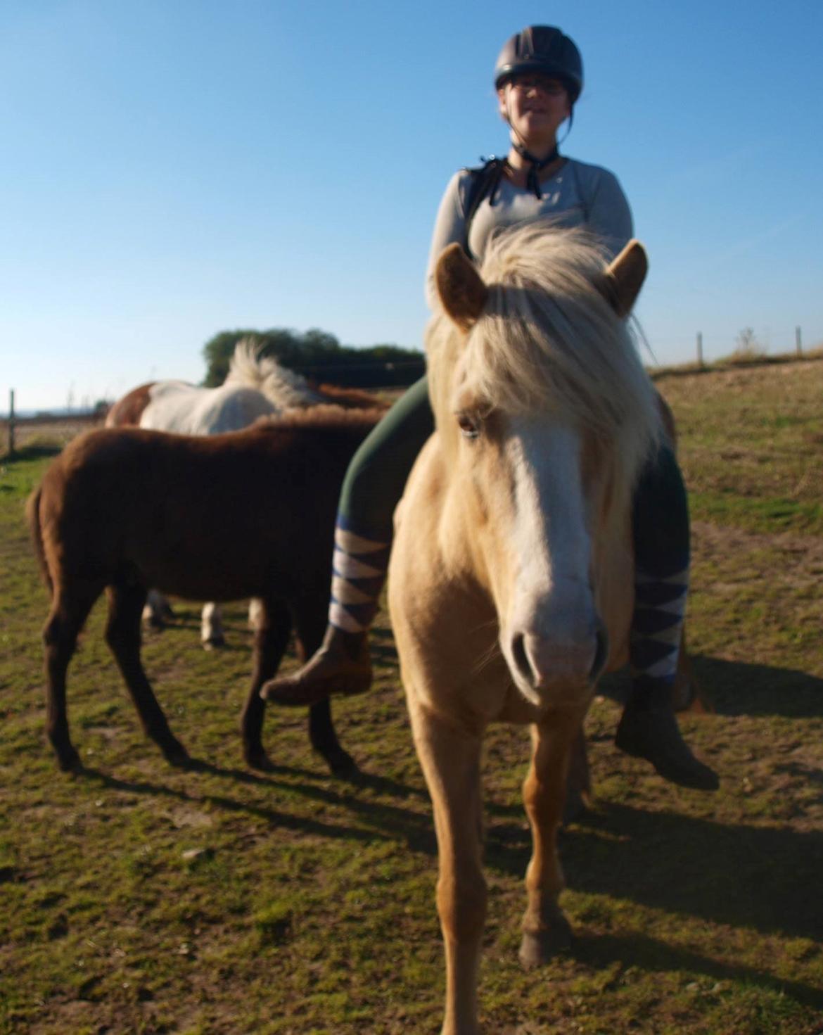 Islænder Bibbi billede 7