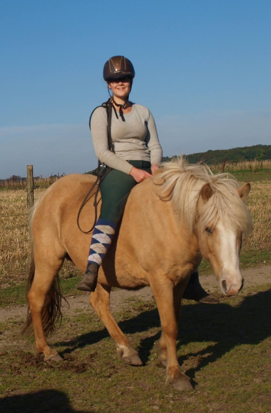 Islænder Bibbi billede 8