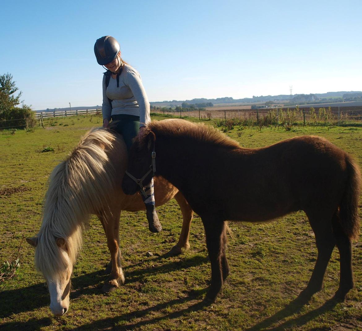 Islænder Bibbi billede 6