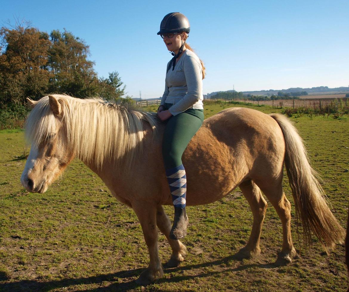 Islænder Bibbi billede 5