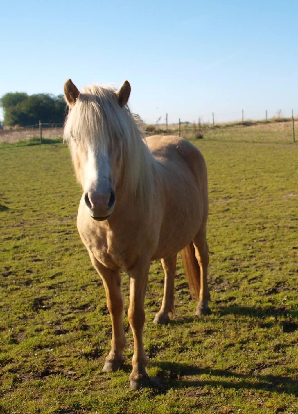 Islænder Bibbi billede 1