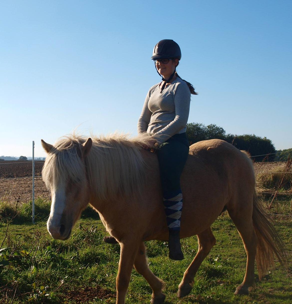 Islænder Bibbi billede 4