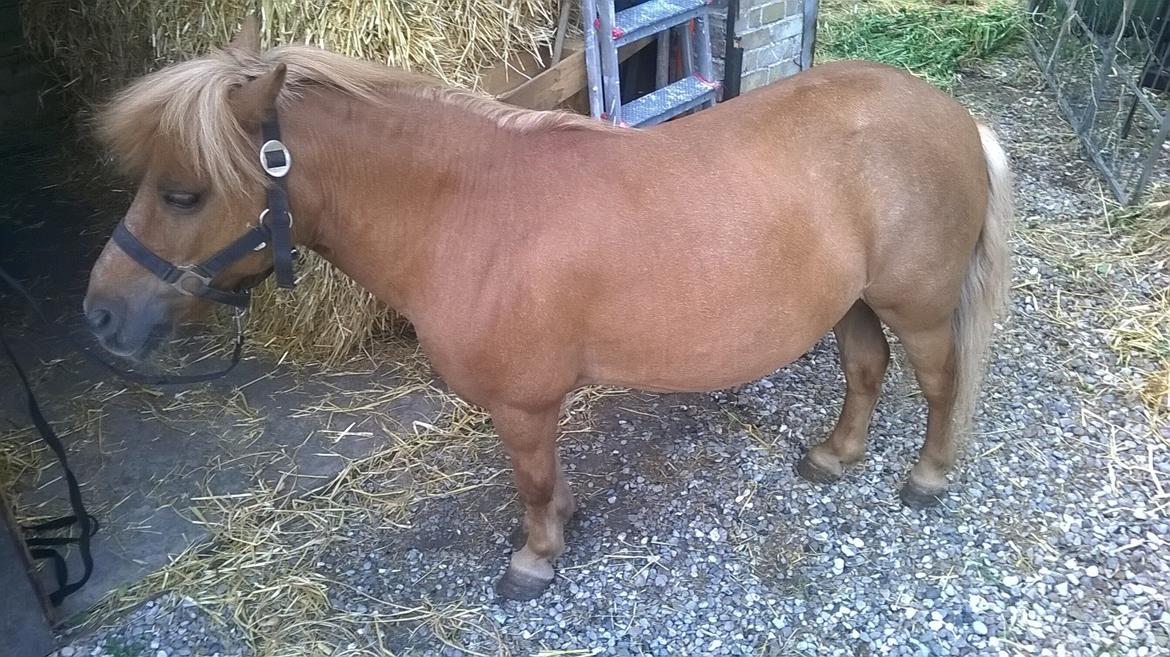 Shetlænder Tulle billede 1