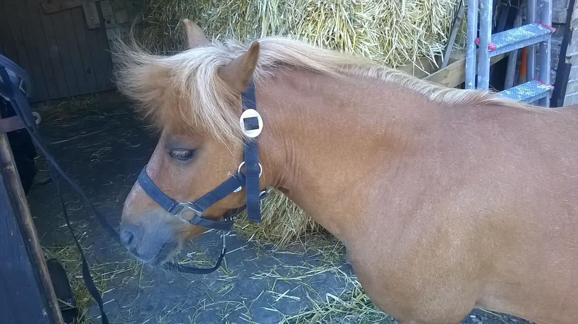 Shetlænder Tulle billede 2