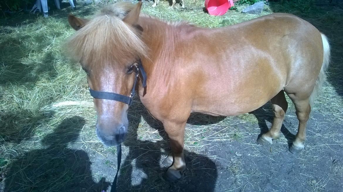 Shetlænder Tulle billede 3